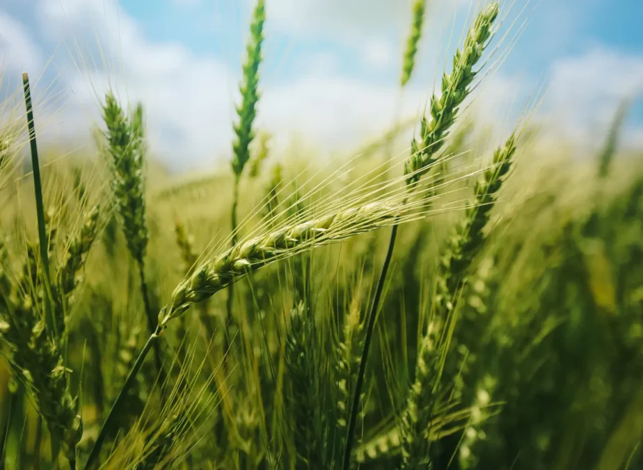 wheat